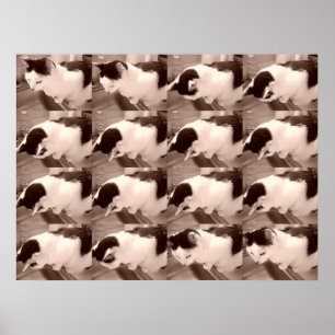 Póster Vintage Black and White Cat