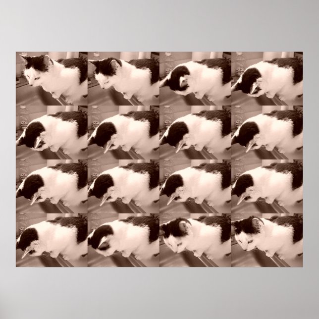 Póster Vintage Black and White Cat (Frente)