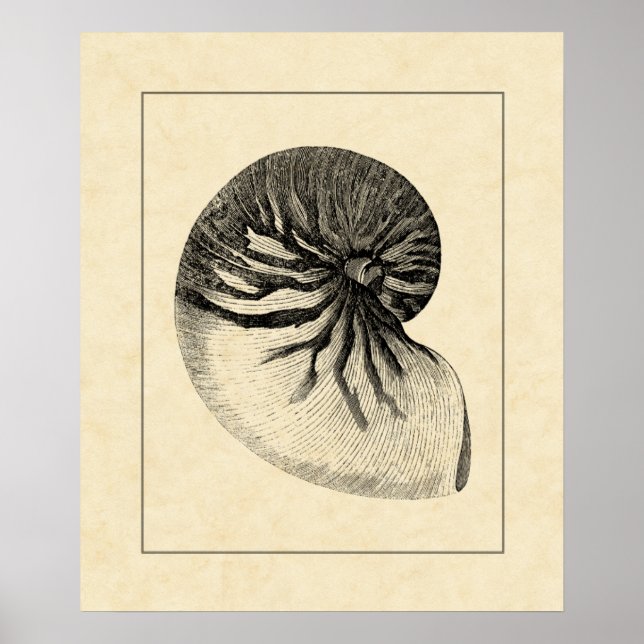 Póster Vintage Black and White Conch Shell (Frente)