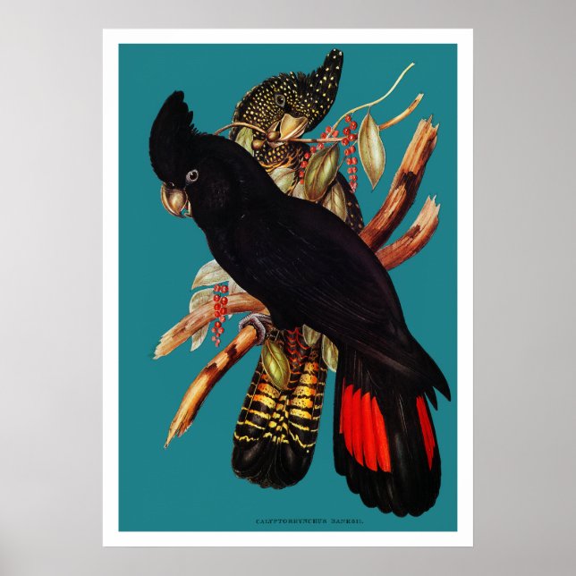 Poster Vintage Black Cockatoo | Elizabeth Gould 1800 (Frente)