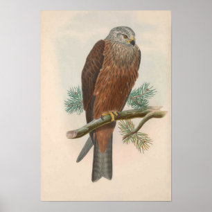Poster Vintage Black Kite Bird