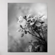 Vintage black & white barberry deixa foto da natur