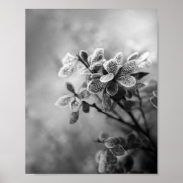 Poster Vintage black & white barberry deixa foto da natur
