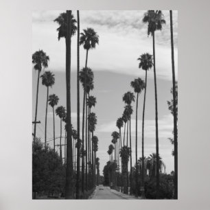 Póster Vintage Black & White California Palm Trees Photo