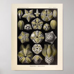 Póster Vintage Blastoidea Color Ernst Haeckel Art Impress