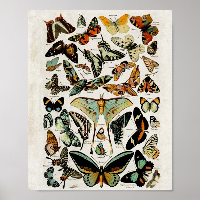 Poster Vintage Blue Butterflies Wall Art (Frente)