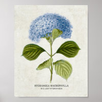 Vintage Blue Hydrangea Botanical