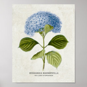 Poster Vintage Blue Hydrangea Botanical