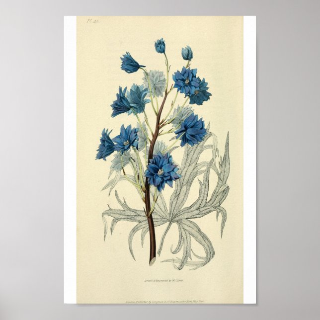 Póster Vintage Blue Larkspur Flower (Frente)