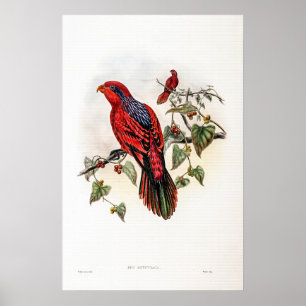 Poster Vintage Blue Streak Lory de John Gould