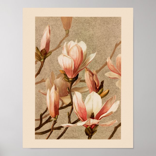 Poster Vintage Blush Magnolias (Frente)