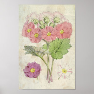 Poster Vintage Botanic Carmine Chinesa Primrose