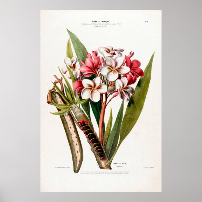 Poster Vintage Botanic Frangipani Flore D Amerique (Frente)