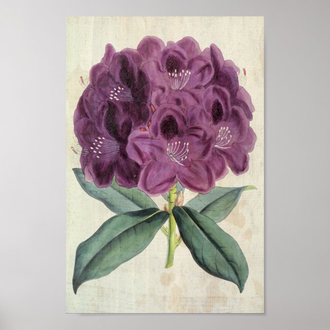Poster Vintage Botânica Amilear Rhododendron (Frente)