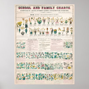 Poster Vintage Botânica Educacional