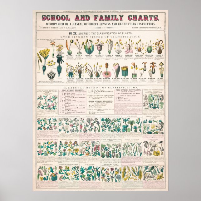 Poster Vintage Botânica Educacional (Frente)