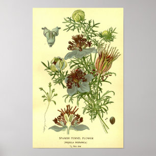 Poster Vintage Botânica Espanhola Fennel Flower