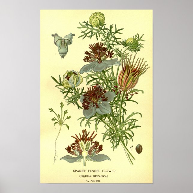 Poster Vintage Botânica Espanhola Fennel Flower (Frente)