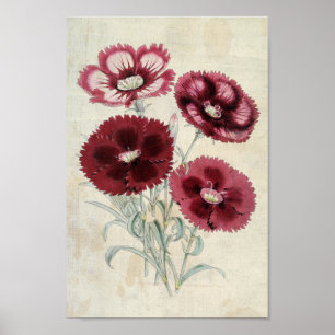 Poster Vintage Botânica Heddewig Rosa