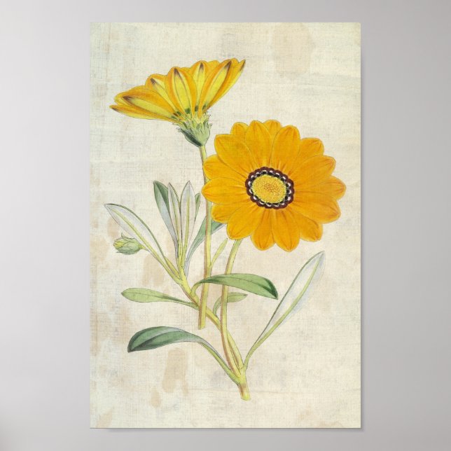 Poster Vintage Botânica Splendent Gazania (Frente)