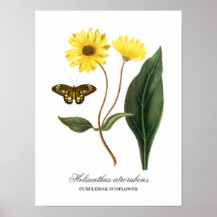 Poster Vintage Botânica Sunflower e Borboleta
