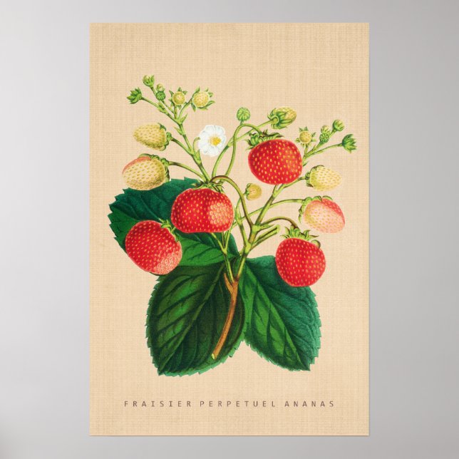 Póster Vintage Botanical - Ananas Perpétuas mais Fraisier (Frente)