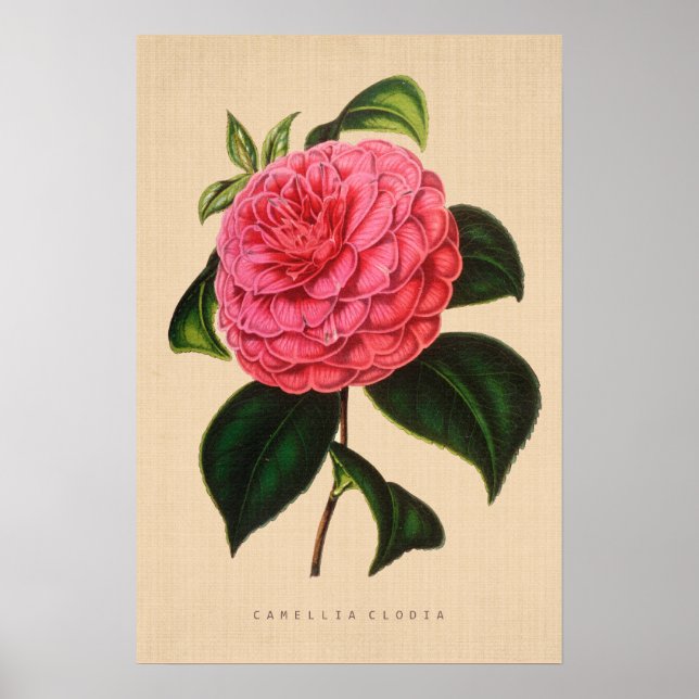 Poster Vintage Botanical - Camellia Clodia (Frente)