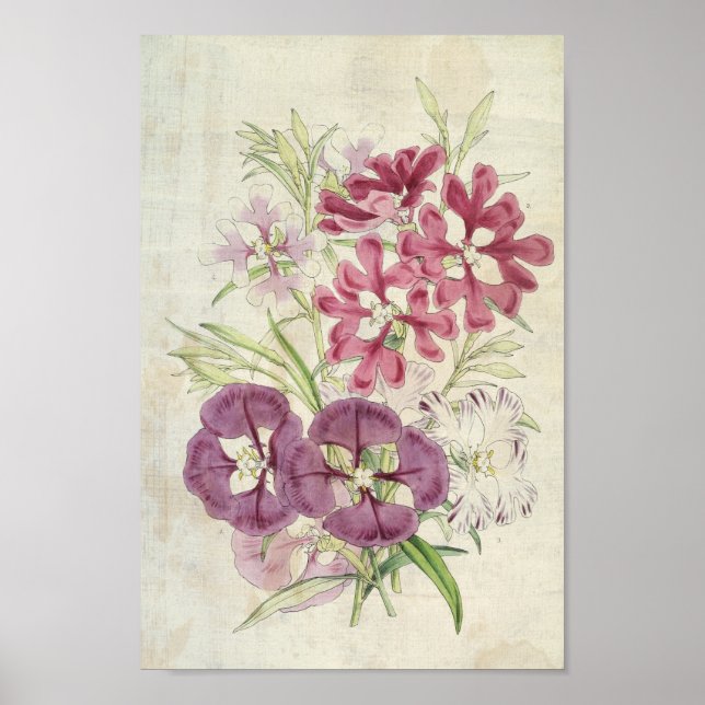 Poster Vintage Botanical Clarkias (Frente)