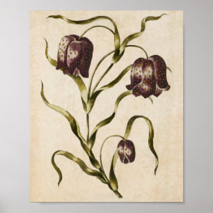 Poster Vintage Botanical Floral Futillaria Print