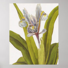 Póster Vintage Botanical Floral Poster; Iris