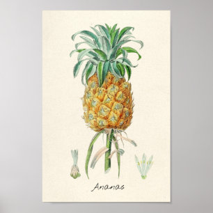 Poster Vintage Botanical Illustration