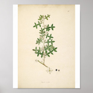 Poster Vintage Botanical Illustration Floral Art