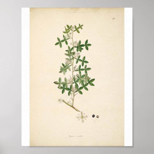 Poster Vintage Botanical Illustration Floral Art (Frente)