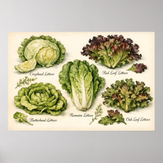 Poster Vintage Botanical Illustration Lettuce Varieties