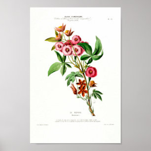 Poster Vintage Botanical Le Noyau Flore D Amerique