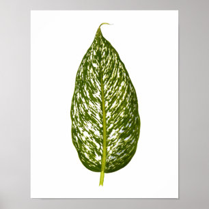 Póster Vintage Botanical Leaf Print