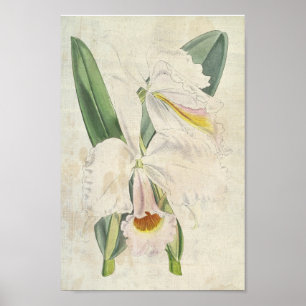 Poster Vintage Botanical Orange Bloch Cattleya