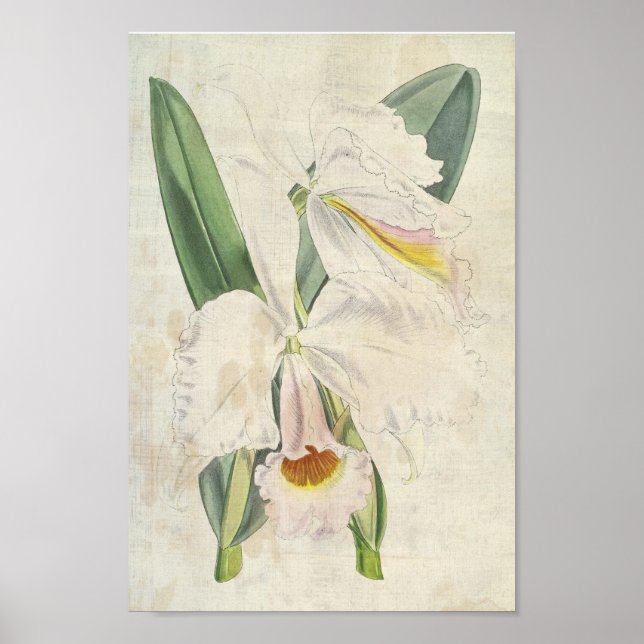 Poster Vintage Botanical Orange Bloch Cattleya (Frente)