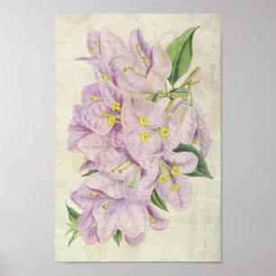 Poster Vintage Botanical Showy Bougainvillea
