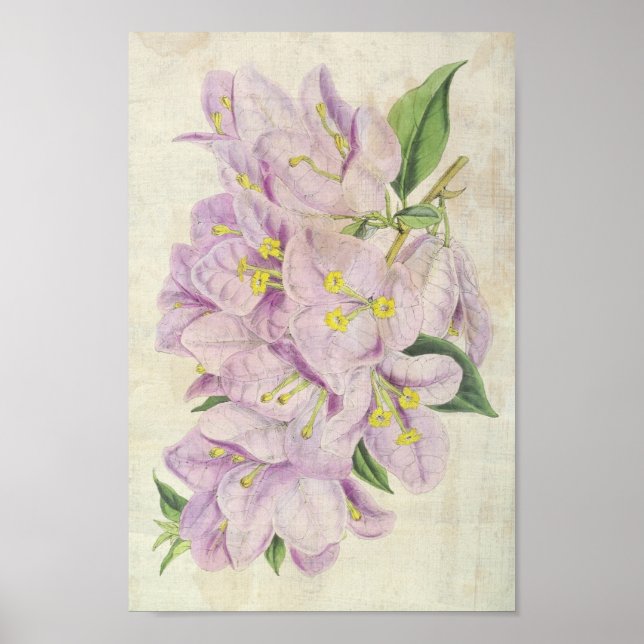 Poster Vintage Botanical Showy Bougainvillea (Frente)