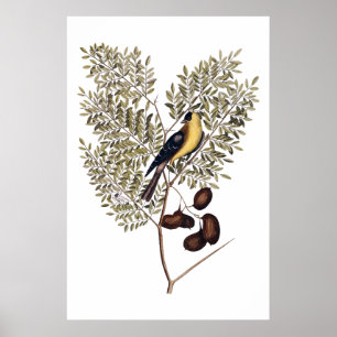 Poster Vintage botânico com pássaro amarelo
