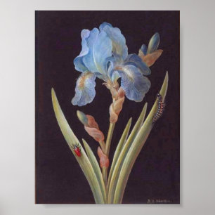 Póster Vintage Botânico-Flor Azul Íris-em-Preto