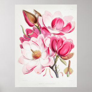 Poster Vintage Botanics Art Campbells Magnolia Fitch