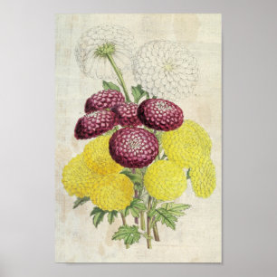 Poster Vintage Botanon Chrysanthemum