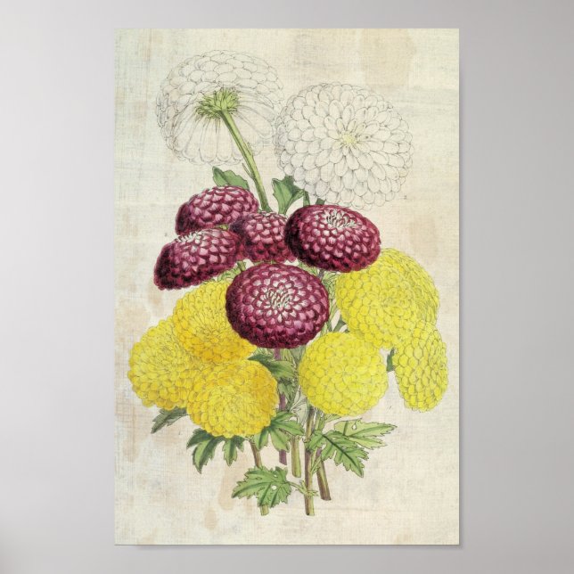 Poster Vintage Botanon Chrysanthemum (Frente)
