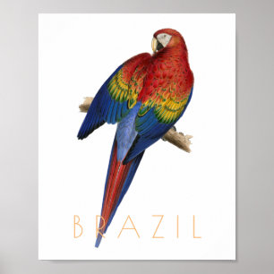 Poster Vintage Brasil viagem Macaw meio século