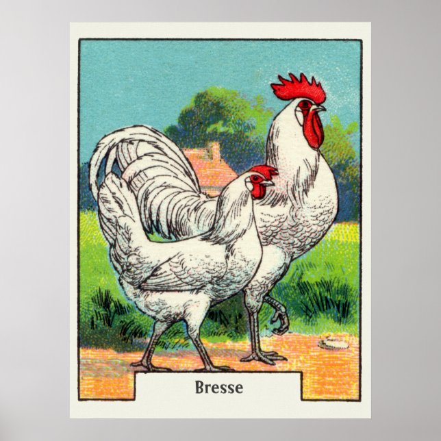 Póster Vintage Bresse Chicken (Frente)