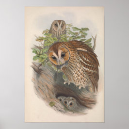 Poster Vintage Brown Owl Bird