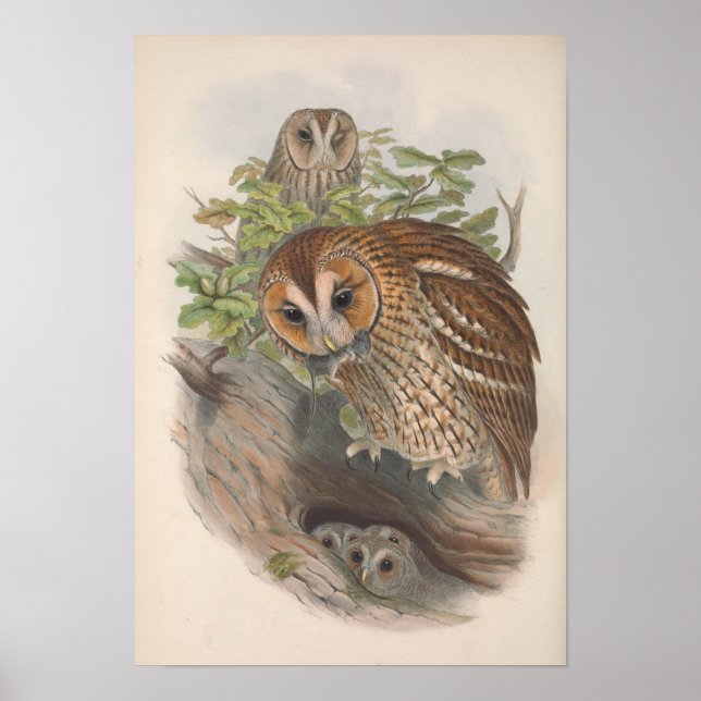 Poster Vintage Brown Owl Bird (Frente)