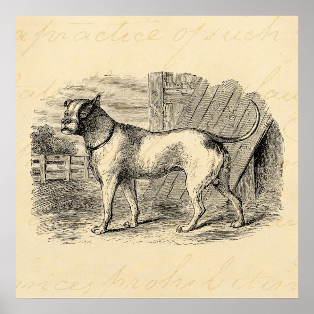Poster Vintage Bulldog 1800s - Ilustração do Cão-Touro -  (Frente)